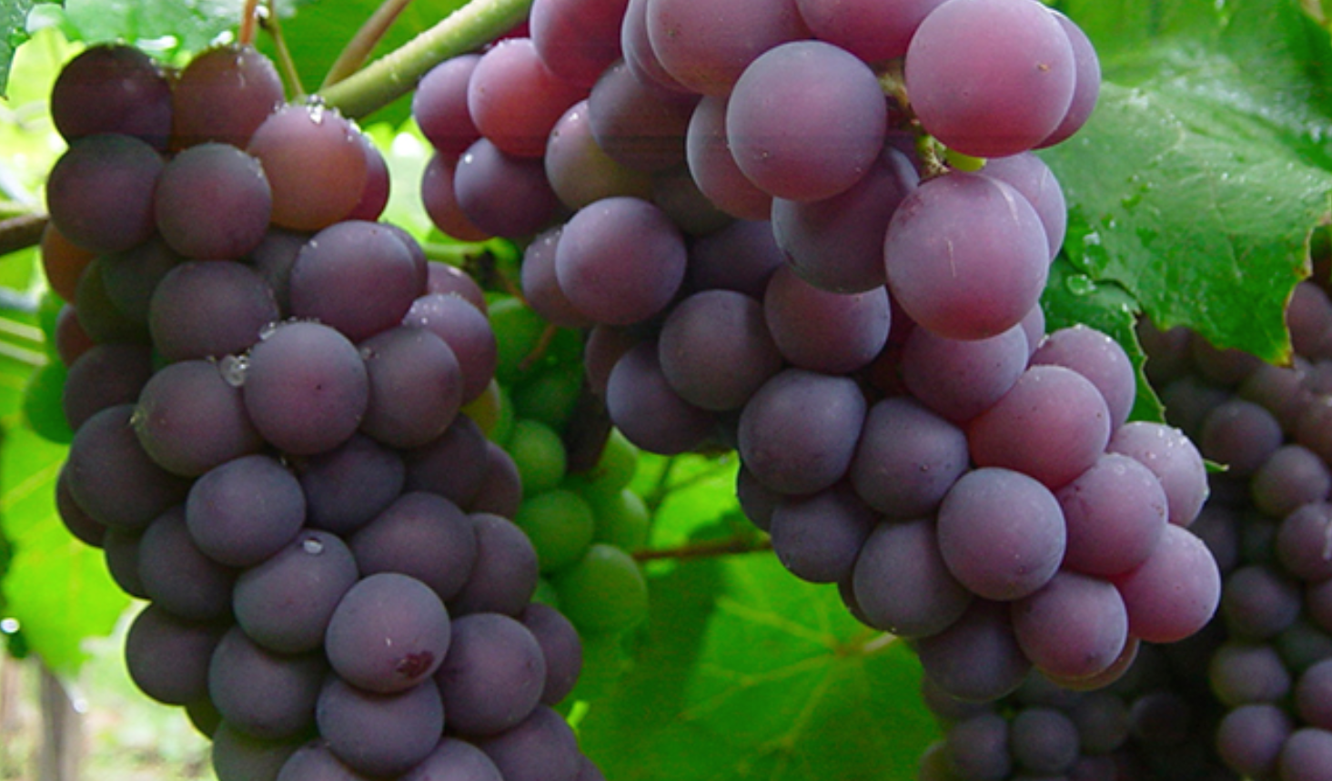 Beneficios de las uvas para el cerebro